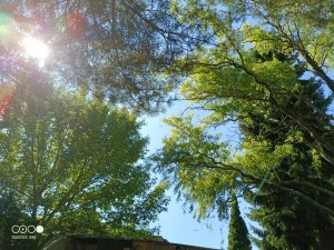 Waldbaden Krafttanken unter Baumriesen