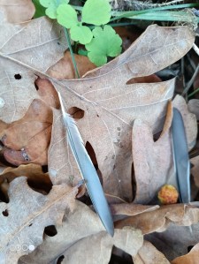 Spuren von Leben. Federn auf Eichenlaub.