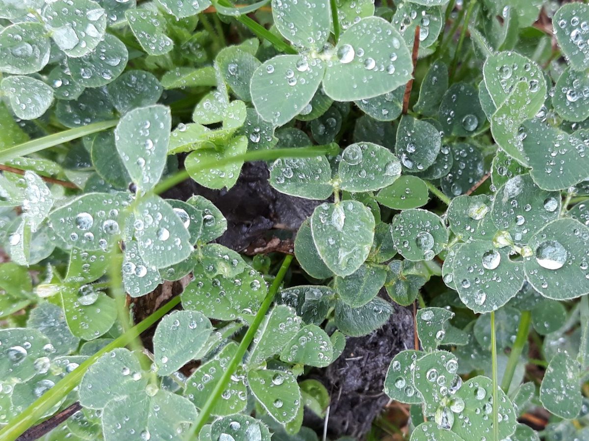 Die Wilden Wiesen sind die ganze Woche nicht&nbsp;besetzt