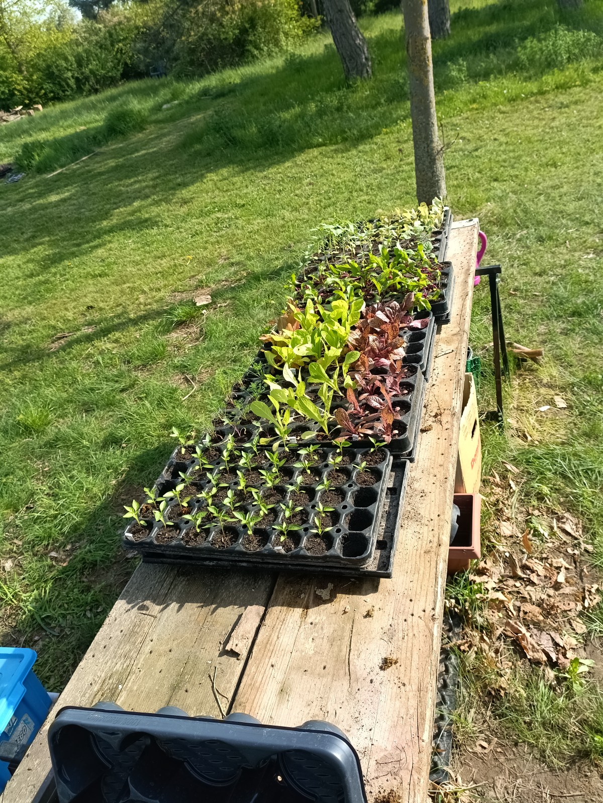Besuch der Wilden Wiesen beim Gemeinschaftsgarten Wolfen-Nord