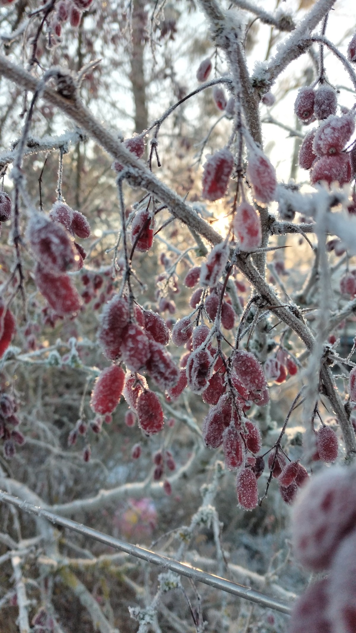 Der Zauber der Weihnachtszeit – Übergänge begehen aus wildnispädagogischer Sicht