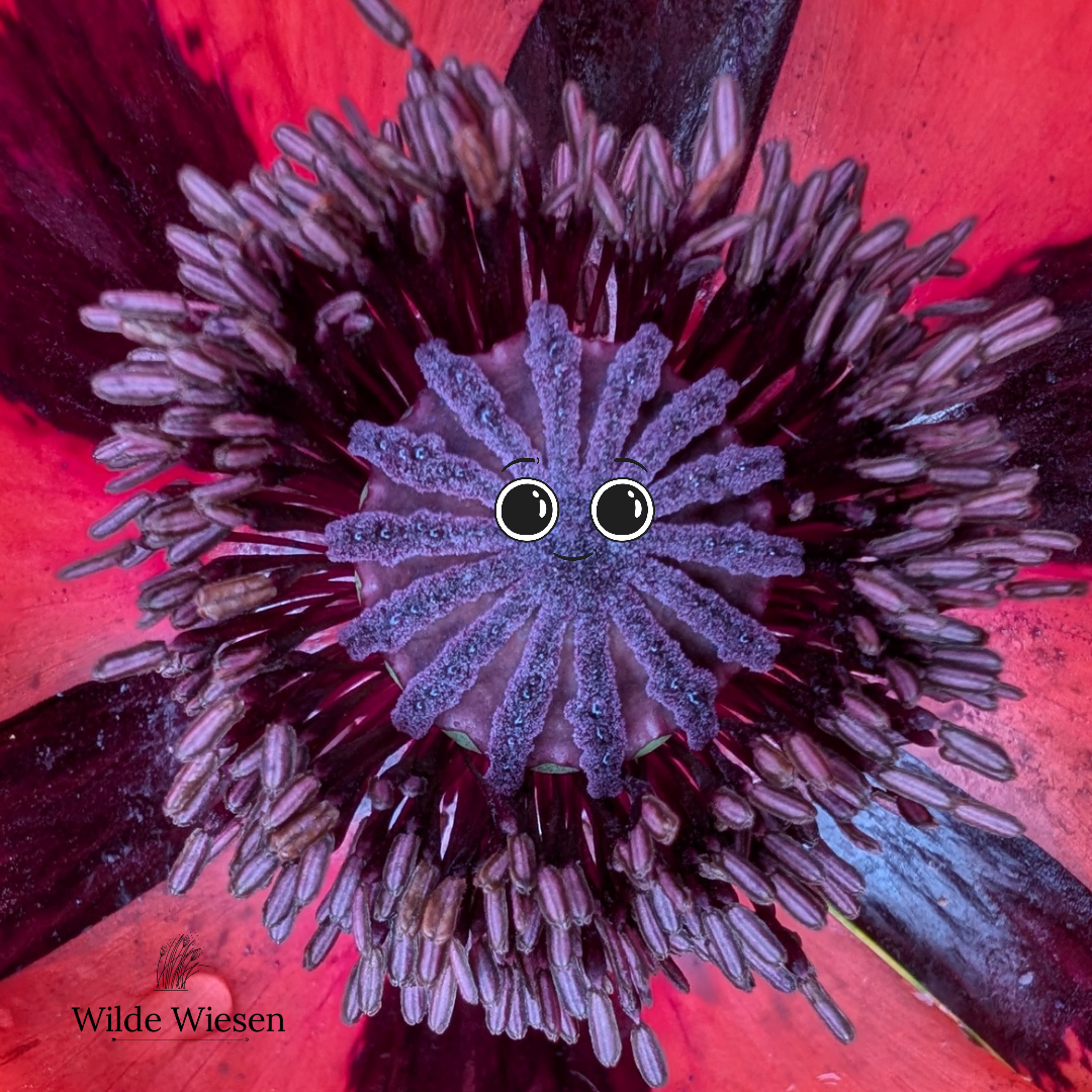 Ein Tintenfisch im Garten,&nbsp;oder….