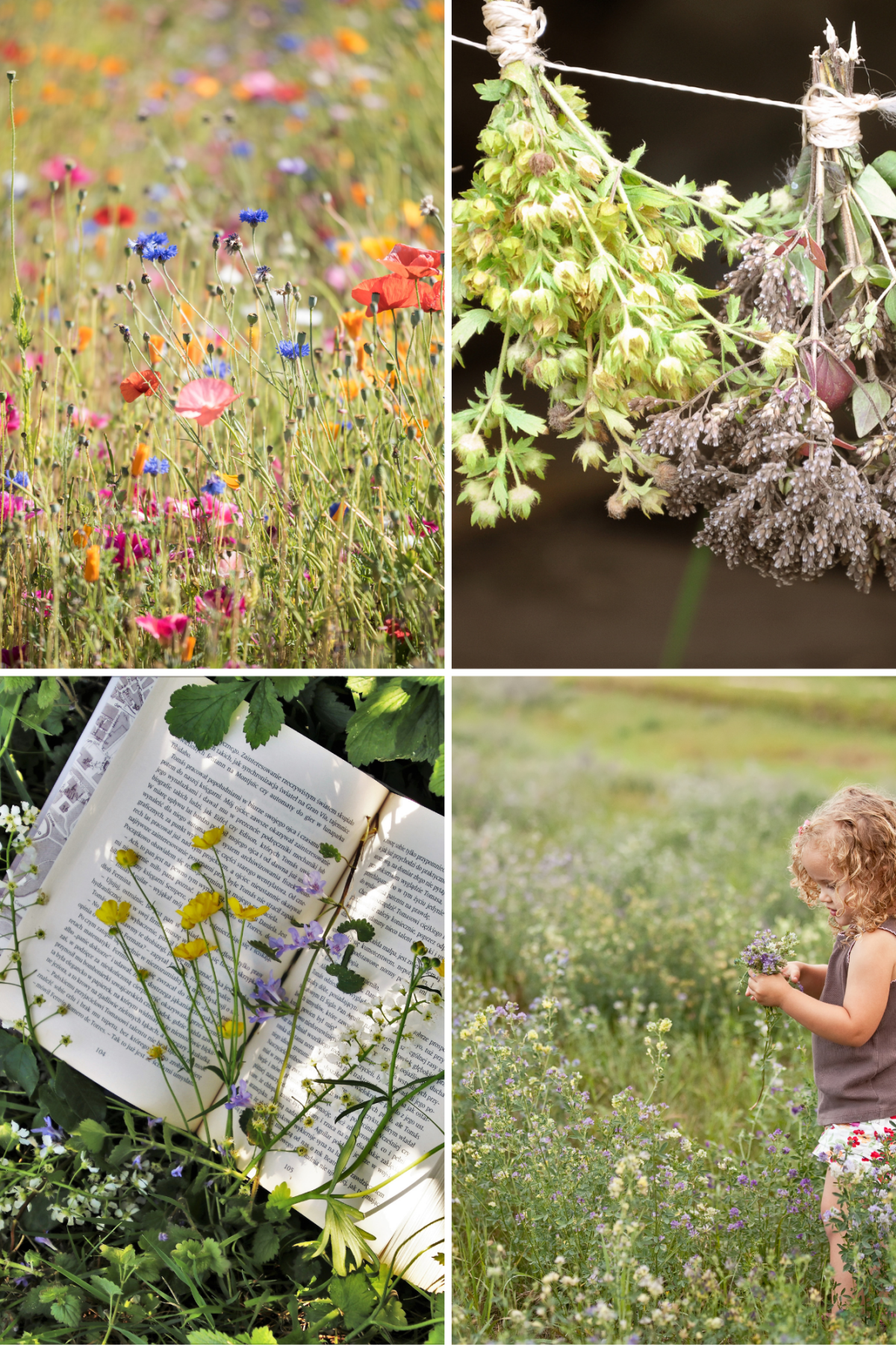 Kräuter- und Wildblumenspaziergänge im&nbsp;Spätsommer